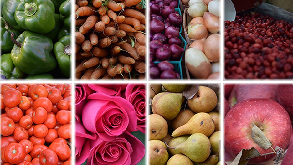 تولید رنگ ها در دوربین D5300 بسیار خوب است و رنگ ها واقعی میباشد